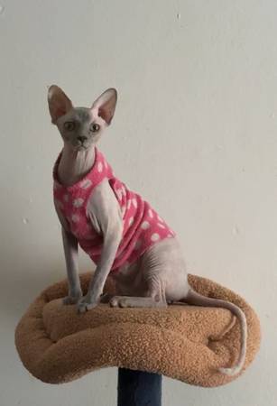 Sphynx female cat 8 mon 1