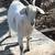 Myotonic Fainting Goats 8 thumbnail