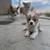Corgi for Rehoming 3 thumbnail