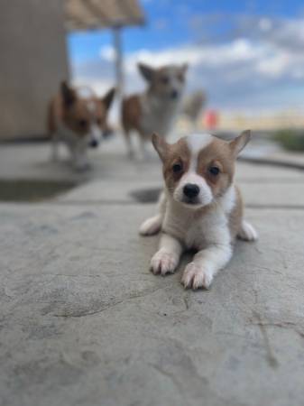 Corgi for Rehoming63819140442627122