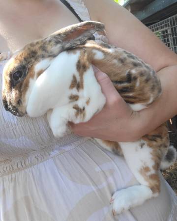 Rabbit doe mixed (Jonesborough)63697161689601123