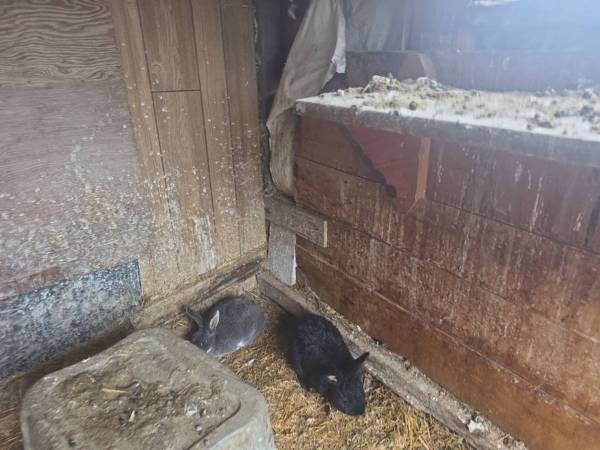 Rabbits / Chickens 1