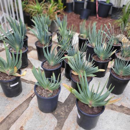 Fan Aloe 1