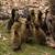 Ducklings 4 thumbnail
