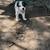 Blue heelers 4 thumbnail