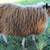 Naturally Raised Icelandic Ewe Lambs 5 thumbnail