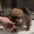 Pomerania 1 thumbnail