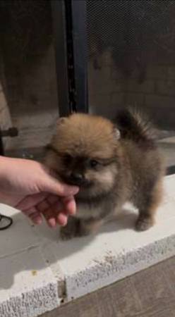 Pomerania 1
