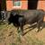 Angus Bull 1 thumbnail