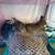 Quails for Sale 9 thumbnail