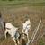 Saanen 2026 Doeling 3 thumbnail