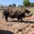 Kunekune Breeding Pair 2 thumbnail
