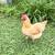 Chickens 6 thumbnail