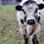 Midsize HighPark Bull 2 thumbnail
