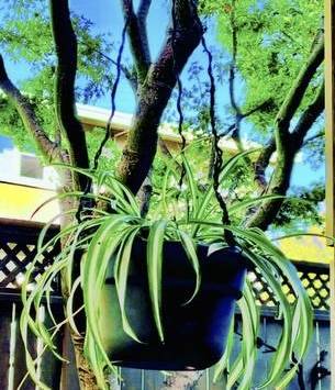 Hanging Spider Plant 1