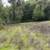Little Uvas Road 21 acres, owner financing, water and five nice pads! 11 thumbnail