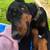 Doberman Pinscher Male 3 thumbnail
