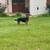 Gerberian Shepsky 10 thumbnail