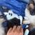 2 month old kittens 4 thumbnail