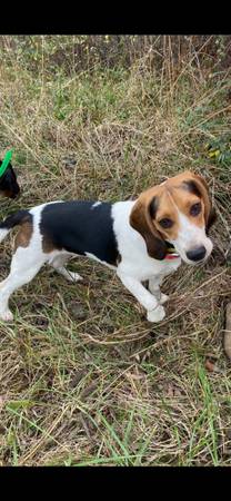 Missing beagle (Vonore)65151207359361120