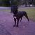 Male Cane Corso 1 thumbnail