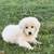 Great Pyrenees 3 thumbnail