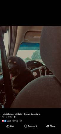 2K REWARD FOR MISSING FEMALE TIBETAN MASTIFF 1