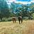 2 horses looking for new pasture 3 thumbnail