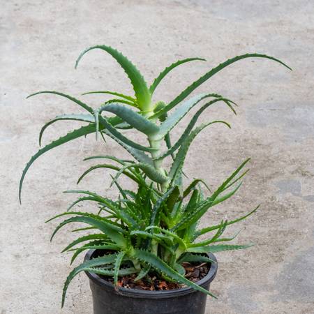 Large Aloe Succulents - drought tolerant - 10 for $50 1