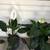 SPATHIPHYLLUM (PEACE LILY) 4 thumbnail
