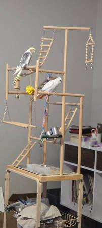 2 cockatiels, bird cage, playground, stands, and supplies (Council Bluffs)63670824124035120