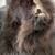 Mounted Bear Cub Taxidermy 9 thumbnail