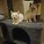 Siamese kittens 2 thumbnail