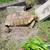 Sulcata  tortoises 11 thumbnail
