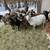 Lambs! Sheep! Starter herd! 1 thumbnail