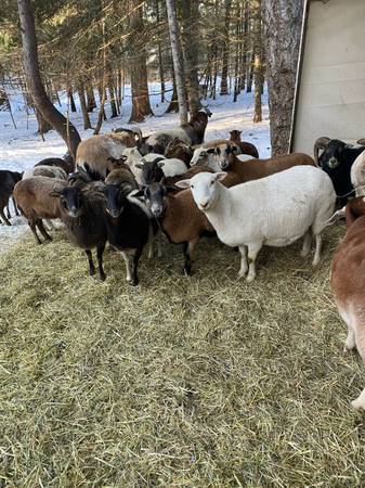 Lambs! Sheep! Starter herd! 1