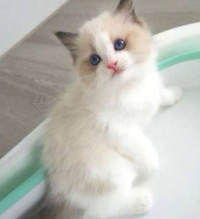 Ragdoll foreverKitten 1