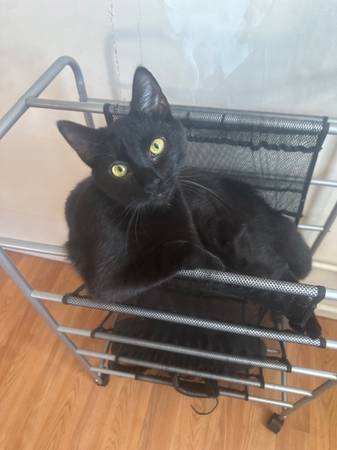 Cat 1