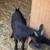 Nigerian Dwarf bucklings 2 thumbnail