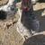 Ducks and Chickens 5 thumbnail