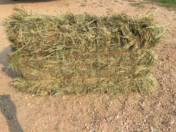 Brome Grass Squares 1