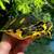 REPTILE PET STORE!!--LOOK!! 19 thumbnail