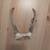 White Tail Deer Antlers 4 thumbnail