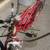 Red 1984 Schwinn Cruiser 5 13 thumbnail