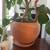 Large monstera in big terracotta pot 3 thumbnail
