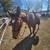 OTTB for sale 1 thumbnail