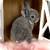 Mini Plush Lops 3 thumbnail