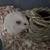 White long hair male Syrian Hamster 5 thumbnail