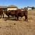 Registered Santa Gertrudis 2 thumbnail