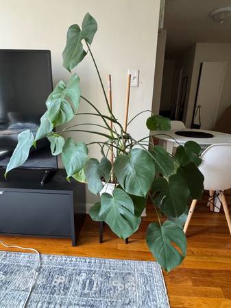 Monstera 1